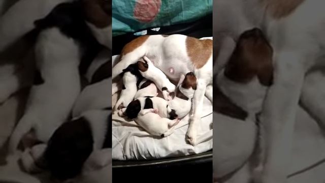 Щенки гладкошерстного фокстерьера 5дней смотреть онлайн