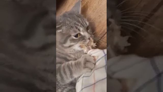 Кот разорвал палец до крови смотреть онлайн