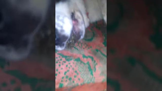 Сенбернар щеночек 2017 смотреть онлайн