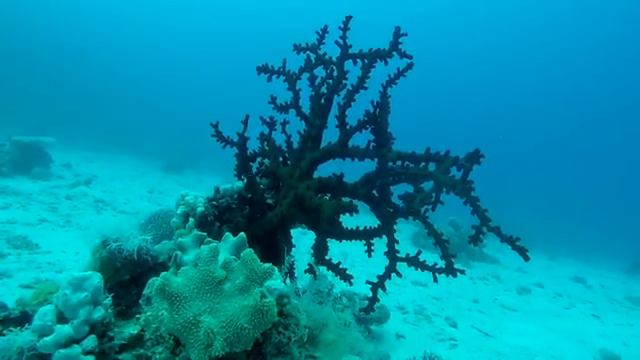 Чёрный коралл на Эль Гарден (El Garden) Дайвинг в Дахабе смотреть онлайн