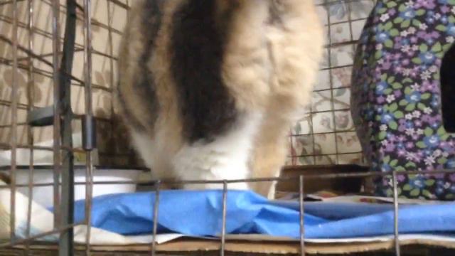 Британка. смотреть онлайн