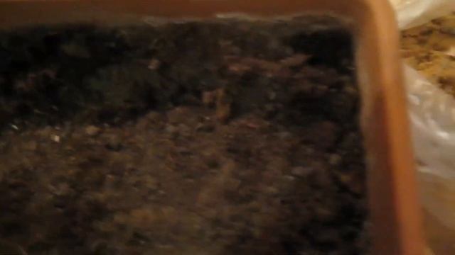 Выгонка нарциссов в домашних условиях к 8 марта. Как и когда надо посадить. Результат - цветение. смотреть онлайн