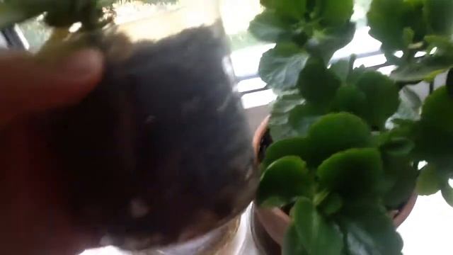 Каланхоэ - гигант. Новый сорт? Сравним два каланхое. смотреть онлайн