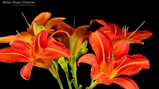 Цветы Распускаются под Музыку! Очень Красивая Музыка для Души. С Праздником Милые Женщины! С.Чекали смотреть онлайн