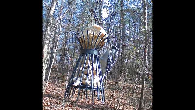 I Used My ARPHA Outdoor Security Camera for an HD Birding camera смотреть онлайн