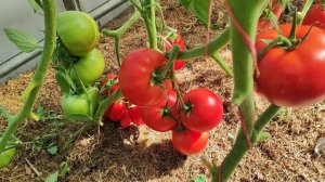 Он сразу стал любимчиком ,томат Махитос -  лидер сезона .Пинк Гарант ,мой отзыв!