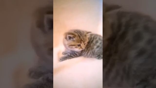 Британские котята пятнистого окраса смотреть онлайн