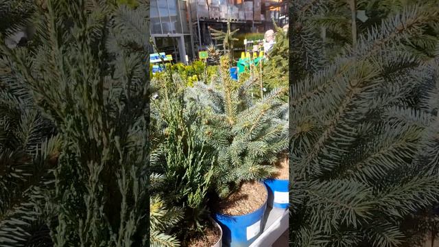 ОБИ Садовый рай. Цветы и хвойные растения, обзор. смотреть онлайн