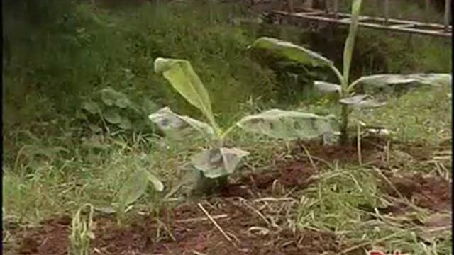 Where do Dole bananas come from? смотреть онлайн