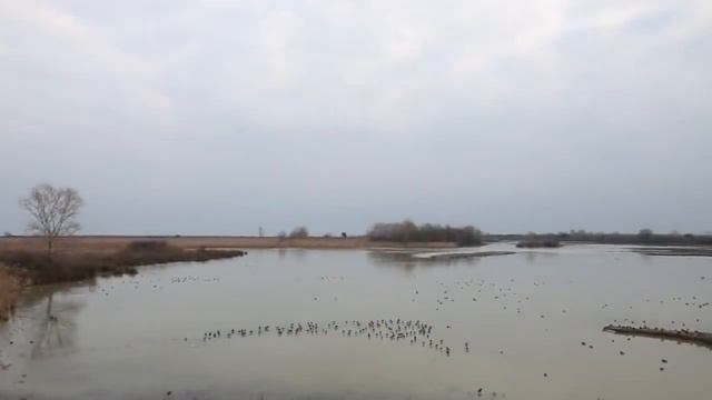 Видеоэкскурсия; Дикие гуси смотреть онлайн