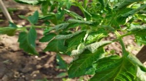 Почему закручиваются листья у рассады томатов, что делать