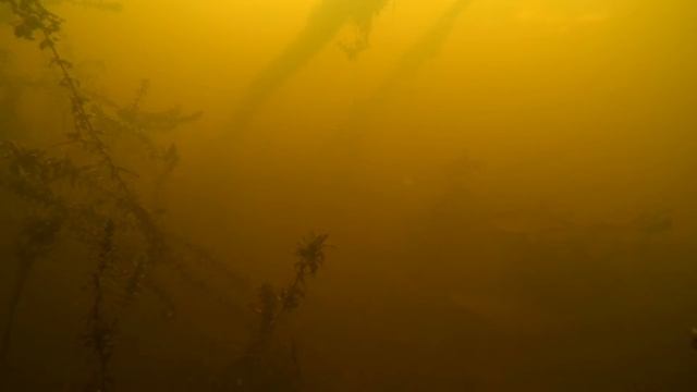 Река Адуй, пруд в Нагорном. Подледная стайка плотвы. смотреть онлайн