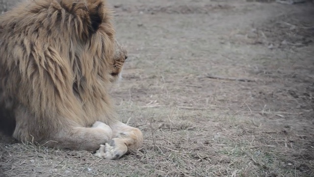 Вожак всех прайдов лев Чук ! смотреть онлайн
