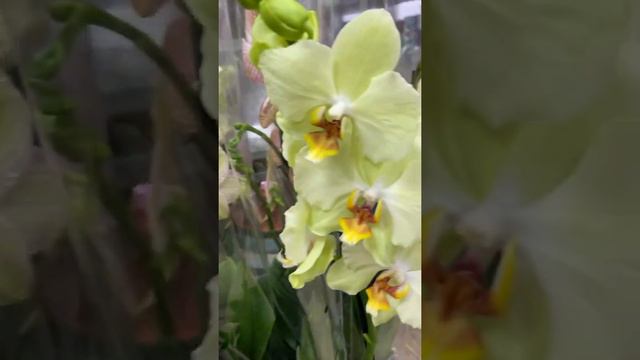 Орхидея Бабочка 🦋 смотреть онлайн