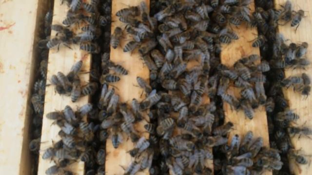 Зимовка пчел & Как зимуют мои пчелки смотреть онлайн