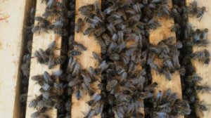 Зимовка пчел & Как зимуют мои пчелки