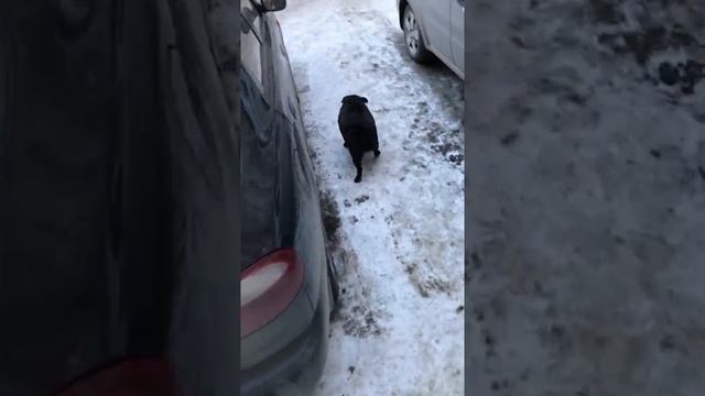 Самый жирный мопс в мире смотреть онлайн