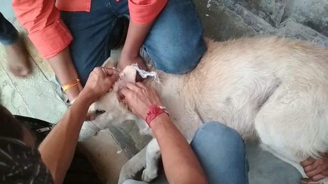 Rescue Poor dog with horribly infected ear. смотреть онлайн