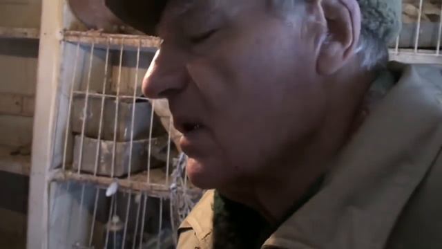 Высоко-лётные голуби Григорова Б. Т.