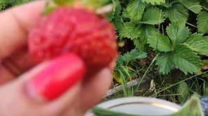 Клубника ? в моем саду ч.2.Сорт ПОЛКА (ПОЛЬКА)