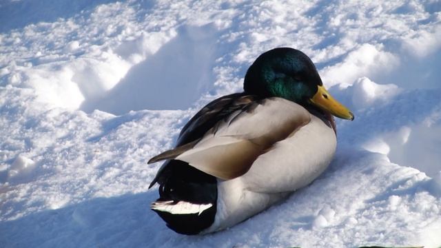 Как помочь зимующим лебедям и уткам, чтобы не навредить смотреть онлайн