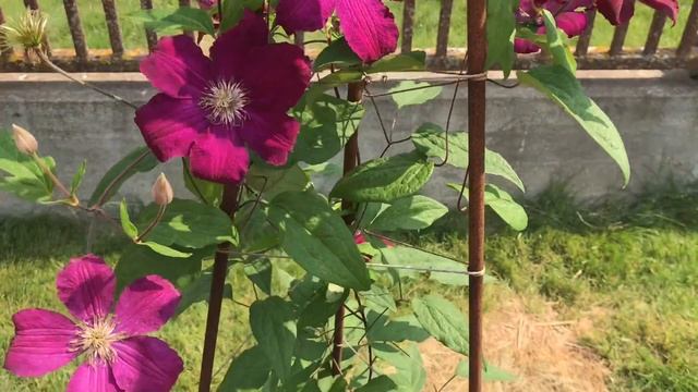 Что стоит за красивой картинкой⁉️ Садоводство с изнанки ? Демонтаж розовой клумбы ? смотреть онлайн