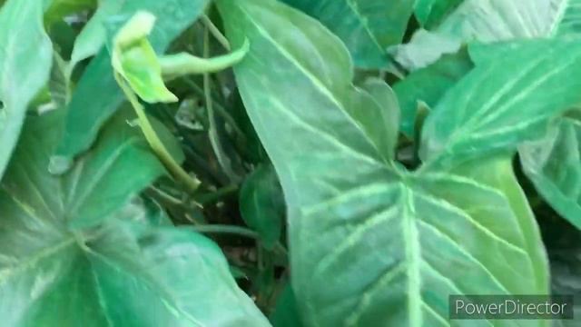 All about Syngonium (arrow head) 🌱 смотреть онлайн