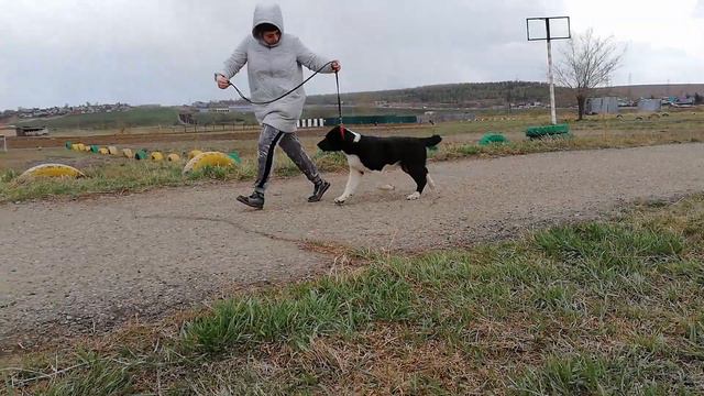 СТРАЖ СИБИРИ ШАЙ-ГАДЖИНА 4 мес смотреть онлайн
