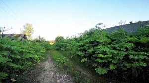 Самое опасное растение России! Пора действовать против борщевика!