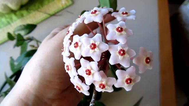 Моя хойечка карноза зацвела первый раз!!! Ура!!! смотреть онлайн