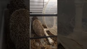 Спаривание африканских ежиков.Как ежики делают ЭТО