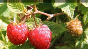 ДВОЙНАЯ ОБРЕЗКА МАЛИНЫ ПО СОБОЛЕВУ Сохраните чтобы не потерять