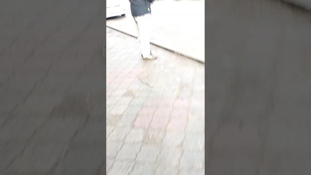 работа почтальоном разношу почту по домам работаю делаю деньги смотреть онлайн