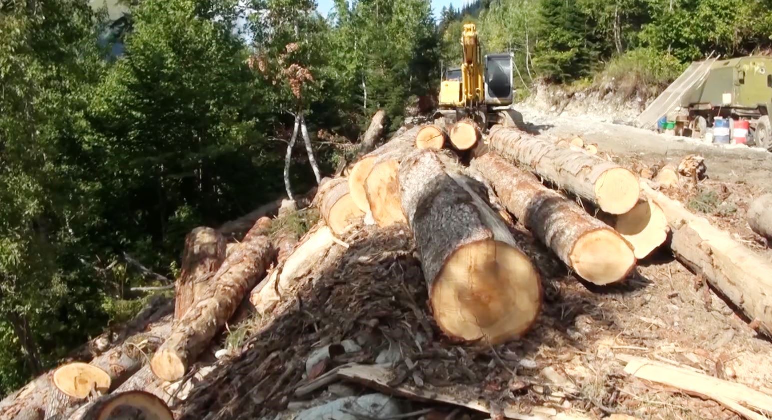 Итоги работы по противодействию преступлениям, совершаемым в сфере лесопользования смотреть онлайн