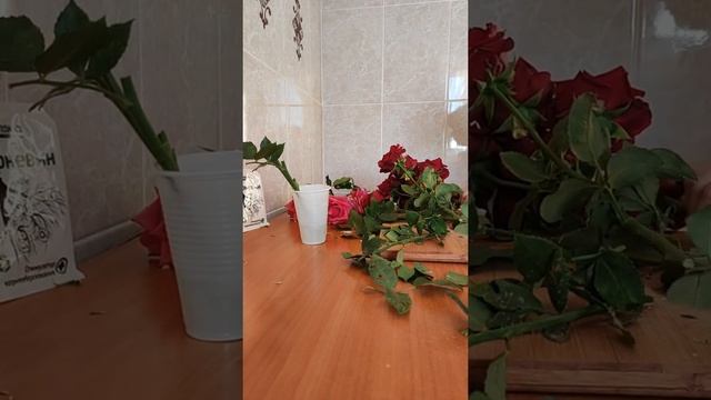 укоренение черенков роз, мой первый опыт? смотреть онлайн