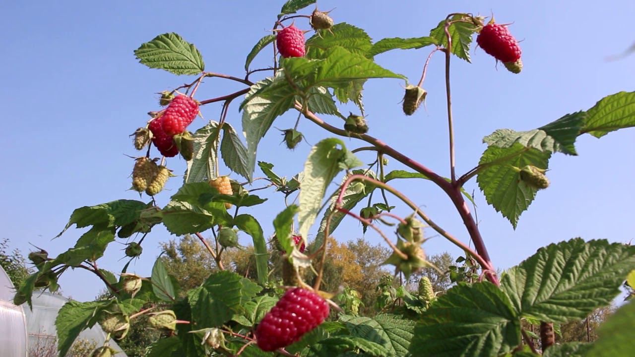Ремонтантная малина Похвалинка смотреть онлайн