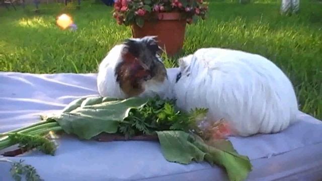 Какую ботву можно давать морским свинкам? смотреть онлайн