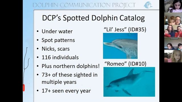 DCP Dolphin Lesson - Photo-ID смотреть онлайн