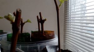 Особенности применения клонекс геля при проращивании черенков винограда