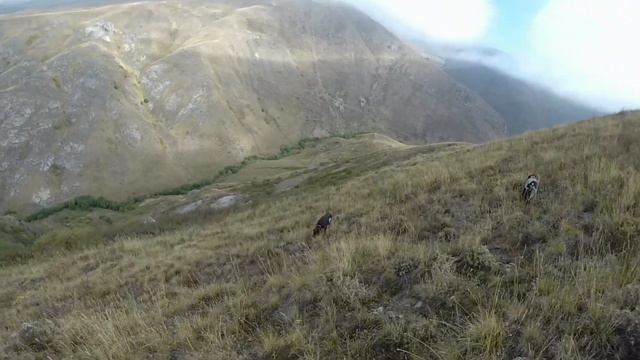 Կաքավի որս շների հետ / охота на куропатку с собаками в Армении / kaqavi vors смотреть онлайн