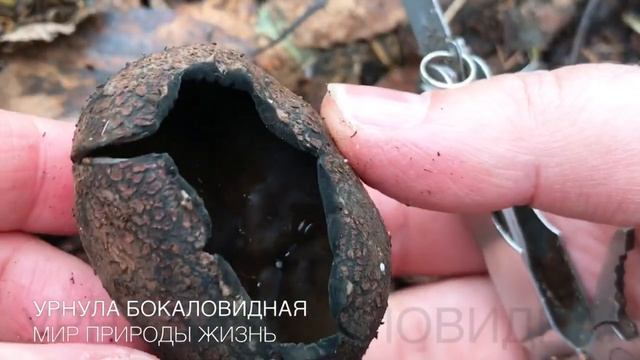 УРНУЛА Бокаловидная или Урна Дьявола. Чёрные бокалы в лесу смотреть онлайн