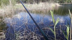 Ловля карася маховым удилищем с боковым кивком