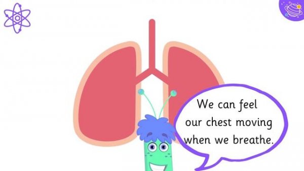 Human Body Organs | Science For Kids | STEM Home Learning