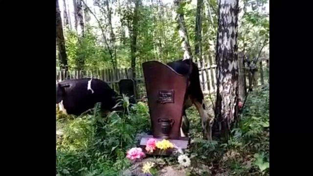 В Первомайском на кладбище пасутся коровы: куда смотрит Сиберт? смотреть онлайн