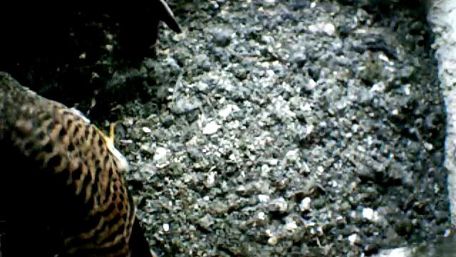 From Internet Camera(Turmfalken[03:1A:A5])2014/06/23,15:25:58_D смотреть онлайн
