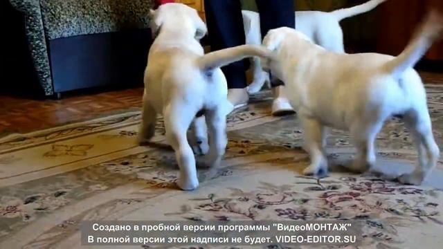 наши малыши!2 месяца. щенки лабрадор ретривер смотреть онлайн