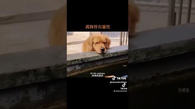 Животные более человечны, чем люди!!!! смотреть онлайн