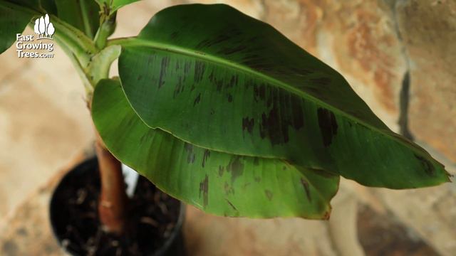 Dwarf Cavendish Banana смотреть онлайн