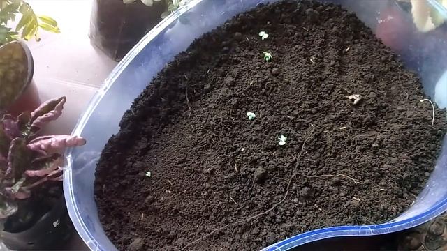 #KALANCHOE LAETIVIRENS