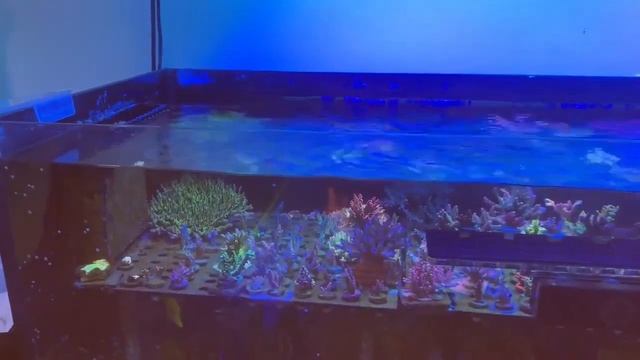 Greg's Corals. Обзор. Relax Coral Reef. REEF EXCLUSIVE